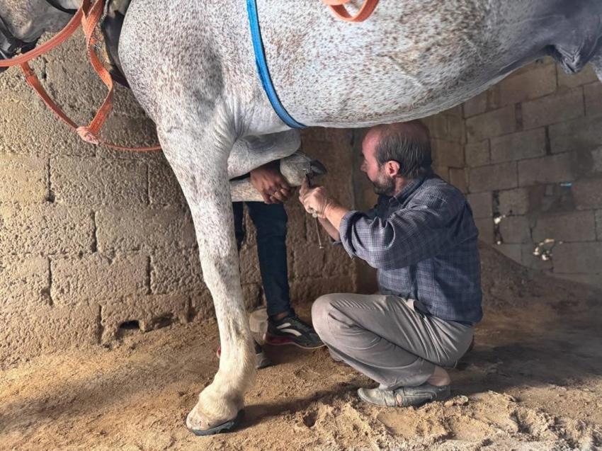 Atlar diyarı Şanlıurfa'da nalbantlık son demlerini yaşıyor