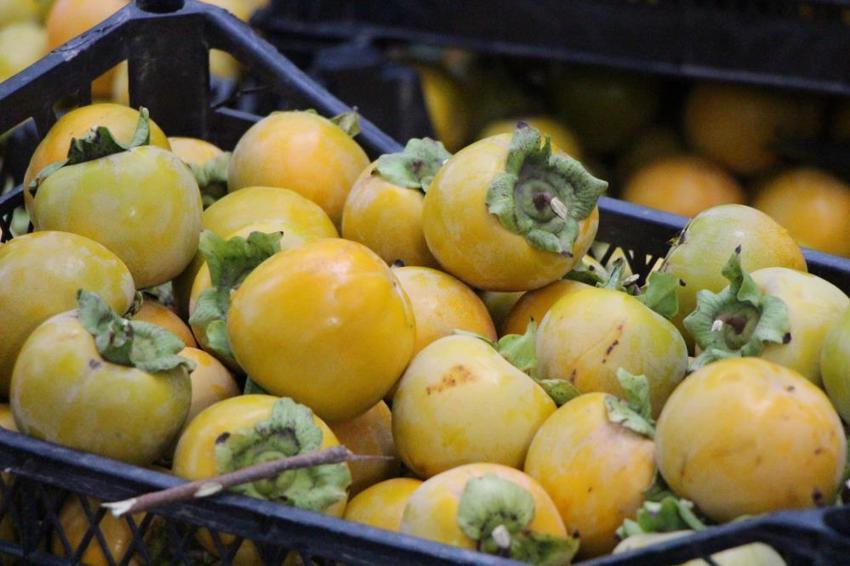 Bu köyde başka meyve yetiştirilmiyor: Dalında 15, kurusu 250 lira! Amasya'nın 'Sarı altın'ı yurdun dört bir yanına dağıtılıyor 