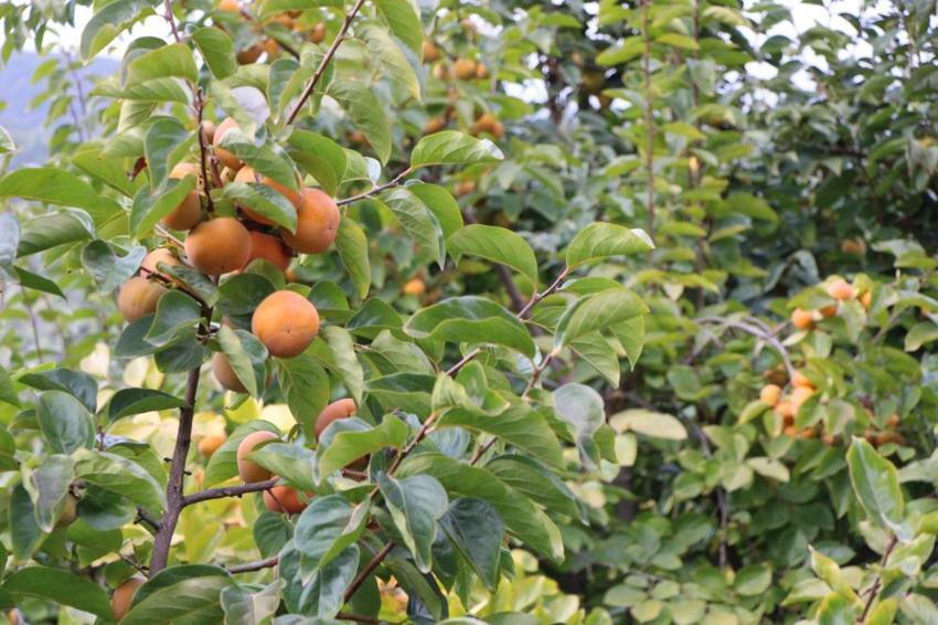 Bu köyde başka meyve yetiştirilmiyor: Dalında 15, kurusu 250 lira! Amasya'nın 'Sarı altın'ı yurdun dört bir yanına dağıtılıyor 