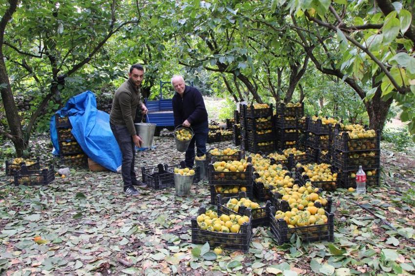 Bu köyde başka meyve yetiştirilmiyor: Dalında 15, kurusu 250 lira! Amasya'nın 'Sarı altın'ı yurdun dört bir yanına dağıtılıyor 