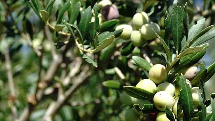 Bu yıl zeytinde 750 bin sofralık zeytin rekoltesi bekleniyor