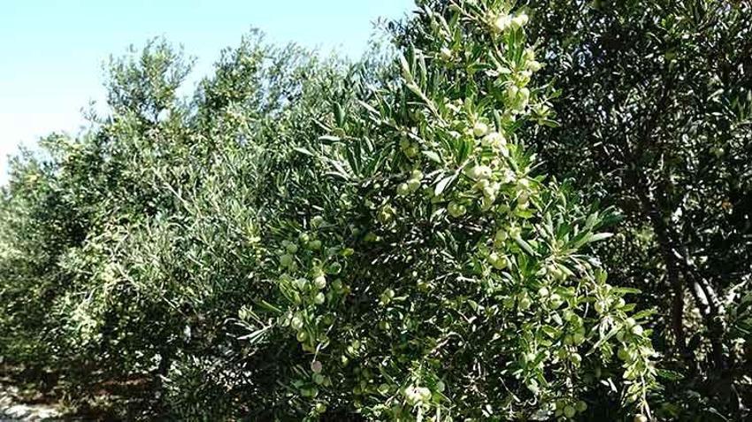 Bu yıl zeytinde 750 bin sofralık zeytin rekoltesi bekleniyor