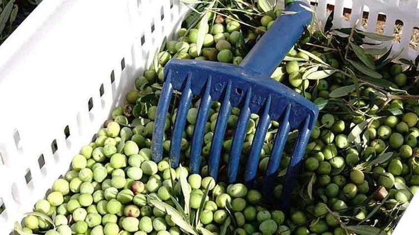 Bu yıl zeytinde 750 bin sofralık zeytin rekoltesi bekleniyor
