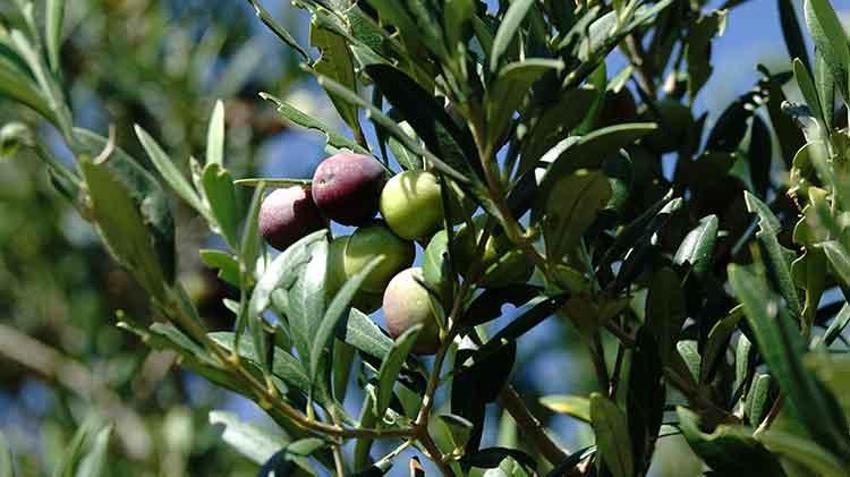 Zeytinyağında büyük tehlike! Uzmanlar uyarıyor ucuz fiyata aldanmayın: Sadece hasat kaynaklı maliyeti 290 TL!