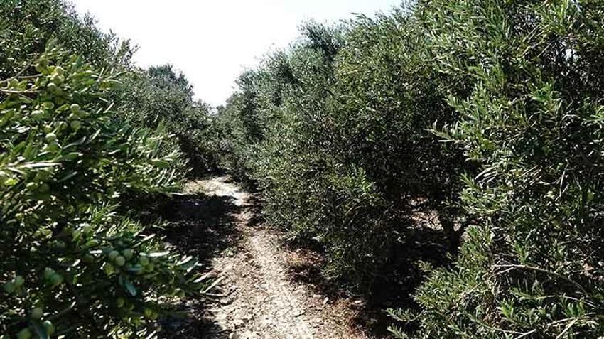 Bu yıl zeytinde 750 bin sofralık zeytin rekoltesi bekleniyor