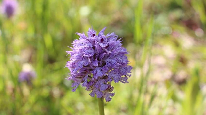 Trabzon'da üretiliyor! Fiyatı altınla yarışıyor, eken 45 kişi zengin oldu