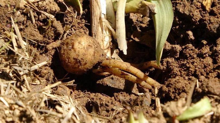 Trabzon'da üretiliyor! Fiyatı altınla yarışıyor, eken 45 kişi zengin oldu