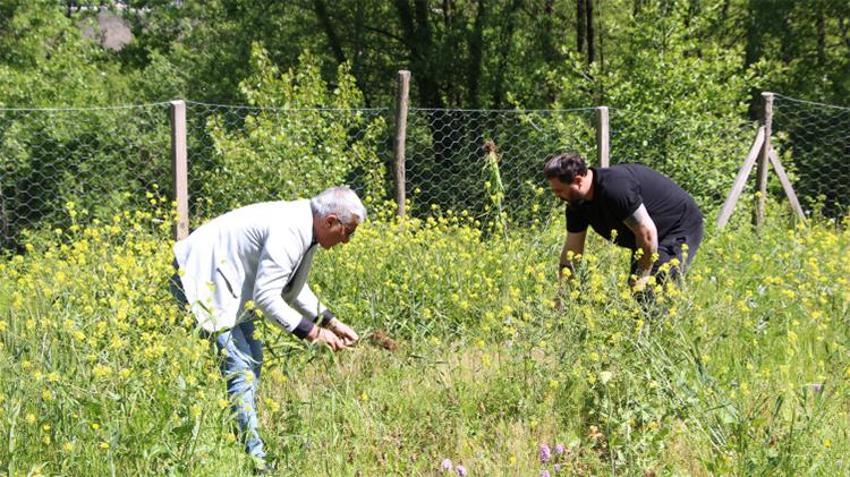 Trabzon'da üretiliyor! Fiyatı altınla yarışıyor, eken 45 kişi zengin oldu