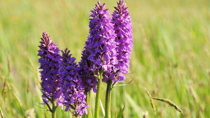 Trabzon'da üretiliyor! Fiyatı altınla yarışıyor, eken 45 kişi zengin oldu