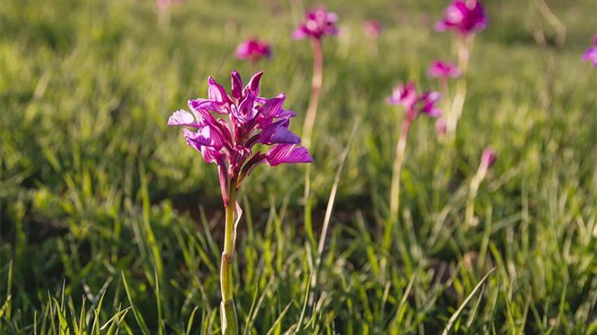 Trabzon'da üretiliyor! Fiyatı altınla yarışıyor, eken 45 kişi zengin oldu