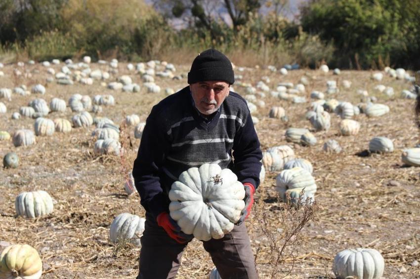 Eskişehir'de balkabağı hasadı! Tarlada 5, tezgahta 30 lira: Çiftçi fiyat farkından şikayetçi