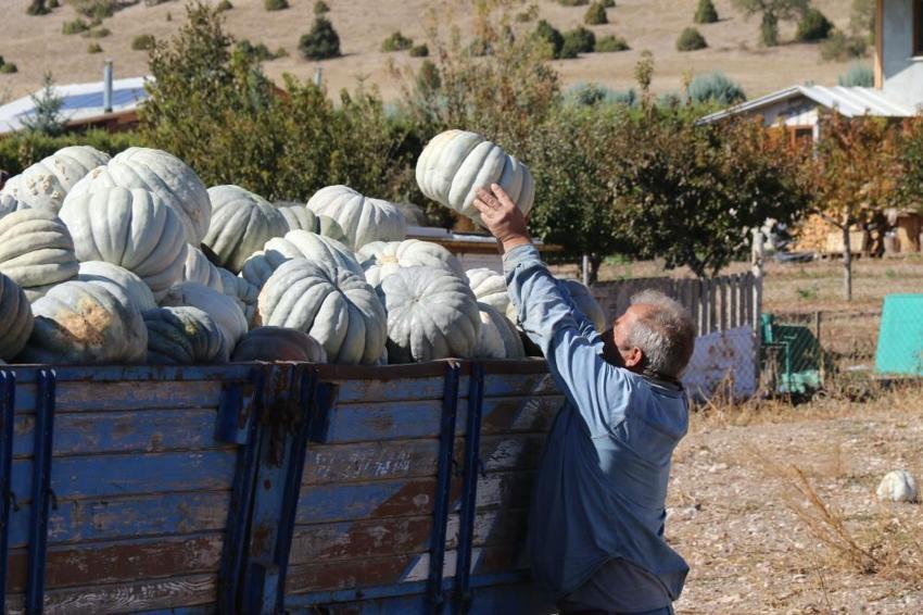 Eskişehir'de balkabağı hasadı! Tarlada 5, tezgahta 30 lira: Çiftçi fiyat farkından şikayetçi