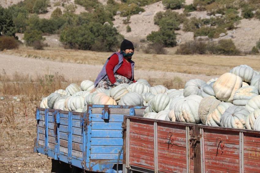 Eskişehir'de balkabağı hasadı! Tarlada 5, tezgahta 30 lira: Çiftçi fiyat farkından şikayetçi