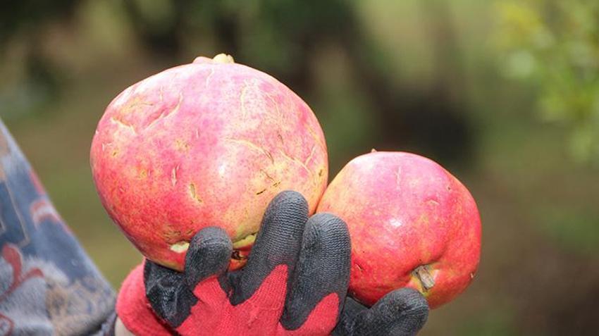 Fiyatlar yüzde 50 düştü! Bilecik'ten 81 ile gönderiliyor 