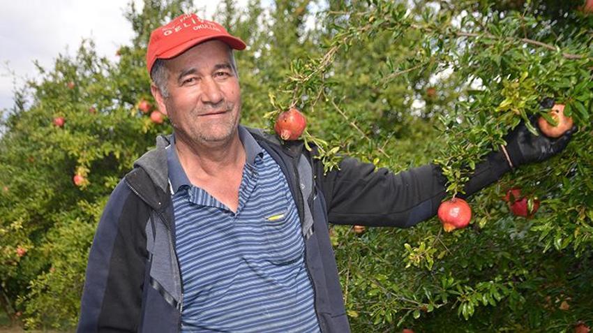 Fiyatlar yüzde 50 düştü! Bilecik'ten 81 ile gönderiliyor 