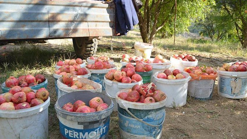 Fiyatlar yüzde 50 düştü! Bilecik'ten 81 ile gönderiliyor 