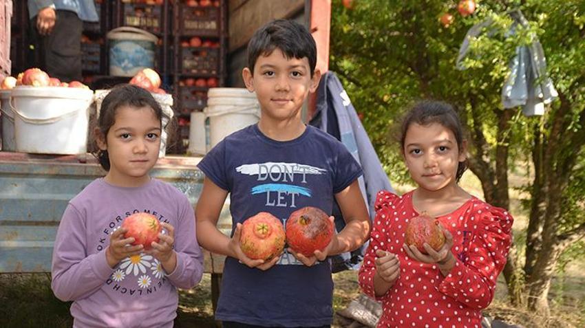 Fiyatlar yüzde 50 düştü! Bilecik'ten 81 ile gönderiliyor 
