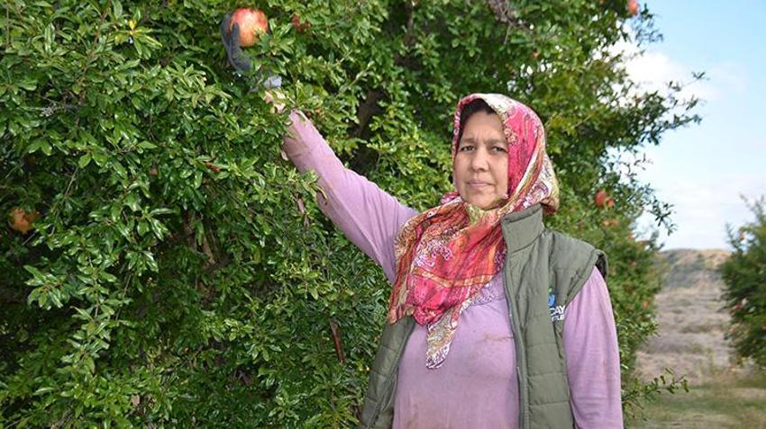 Fiyatlar yüzde 50 düştü! Bilecik'ten 81 ile gönderiliyor 