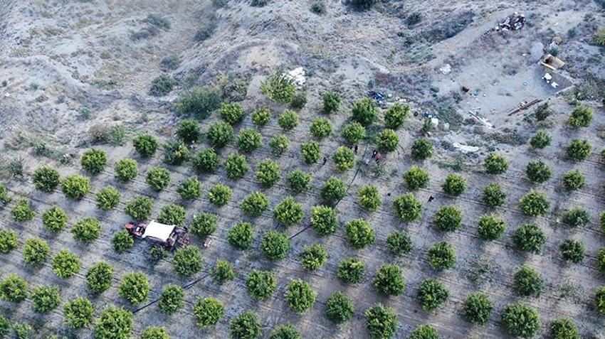 Fiyatlar yüzde 50 düştü! Bilecik'ten 81 ile gönderiliyor 