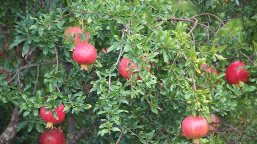 Fiyatlar yüzde 50 düştü! Bilecik'ten 81 ile gönderiliyor 