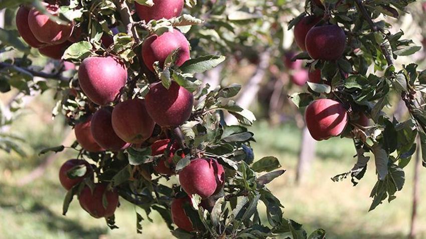 Bitlis'te hobi olarak başladı, 4 dönümde 7 ton hasat yaptı