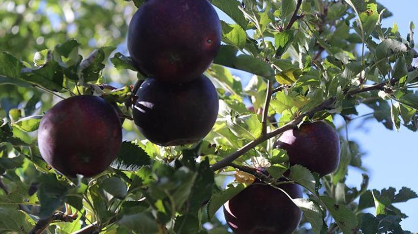 Bitlis'te hobi olarak başladı, 4 dönümde 7 ton hasat yaptı