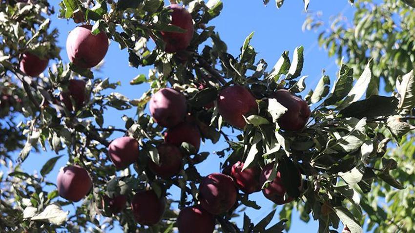 Bitlis'te hobi olarak başladı, 4 dönümde 7 ton hasat yaptı
