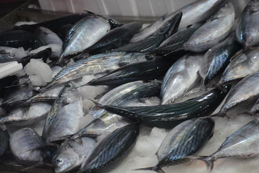 Sinop'ta balık tezgahlar balıklarla şenlendi: 1,3 kiloluk palamutlar 100 lira