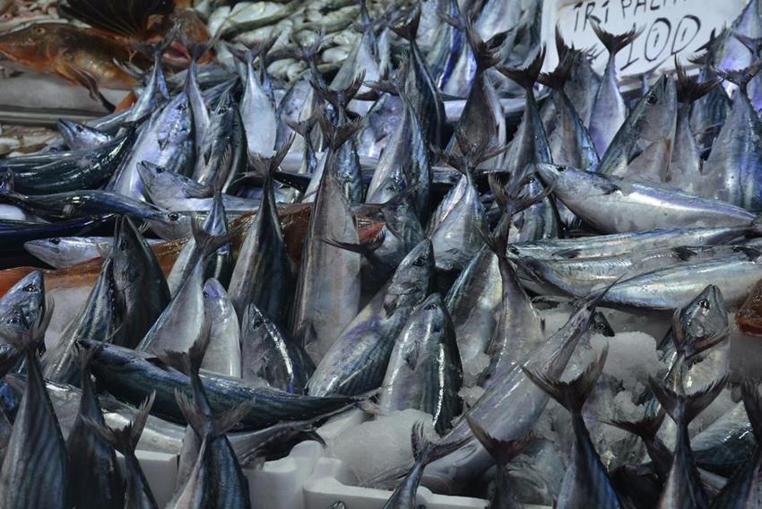 Sinop'ta balık tezgahlar balıklarla şenlendi: 1,3 kiloluk palamutlar 100 lira