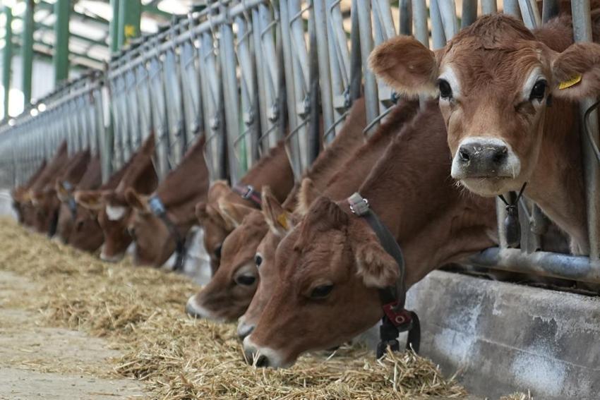 Avrupa'da hayvancılık sektörü alarmda: Mavi dil hastalığı vakası arttı, Türkiye ithalatı durdurdu