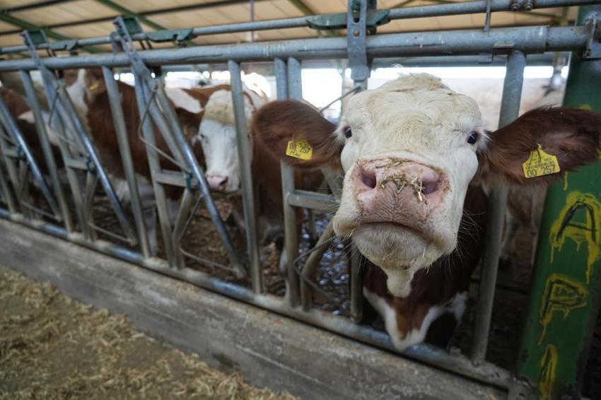 Avrupa'da hayvancılık sektörü alarmda: Mavi dil hastalığı vakası arttı, Türkiye ithalatı durdurdu