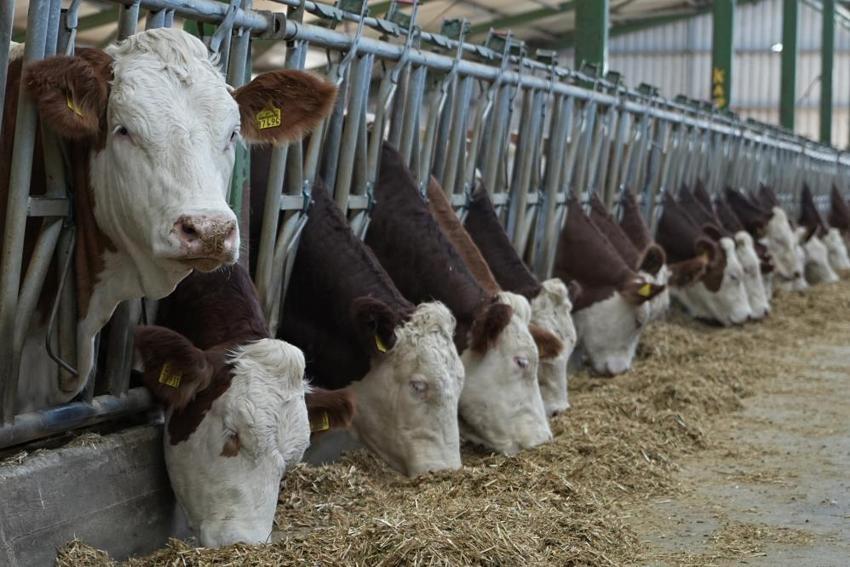 Avrupa'da hayvancılık sektörü alarmda: Mavi dil hastalığı vakası arttı, Türkiye ithalatı durdurdu