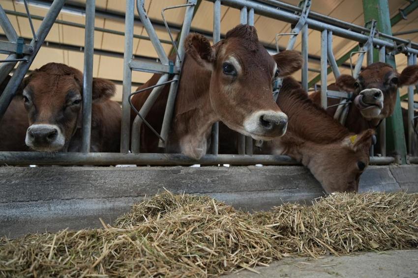 Avrupa'da hayvancılık sektörü alarmda: Mavi dil hastalığı vakası arttı, Türkiye ithalatı durdurdu