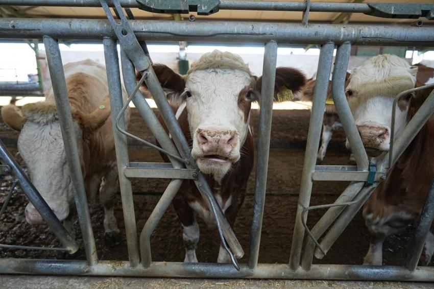Avrupa'da hayvancılık sektörü alarmda: Mavi dil hastalığı vakası arttı, Türkiye ithalatı durdurdu