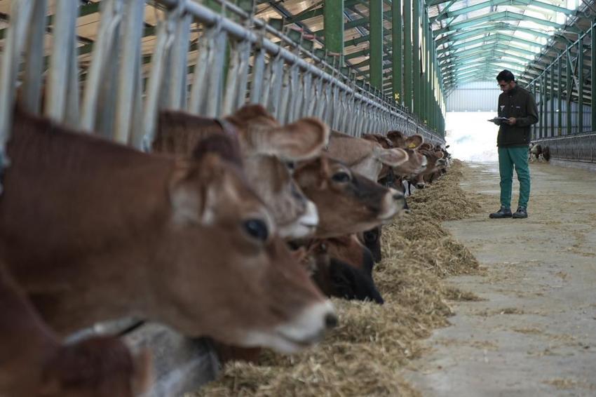 Avrupa'da hayvancılık sektörü alarmda: Mavi dil hastalığı vakası arttı, Türkiye ithalatı durdurdu