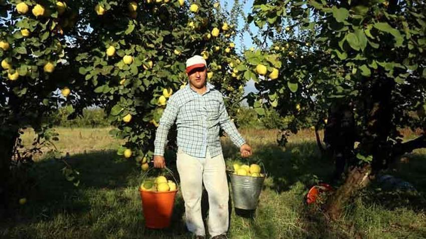  Dünyada rakibi yok: Sakarya'da dalların altın sarısında hasat zamanı