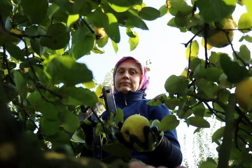  Dünyada rakibi yok: Sakarya'da dalların altın sarısında hasat zamanı