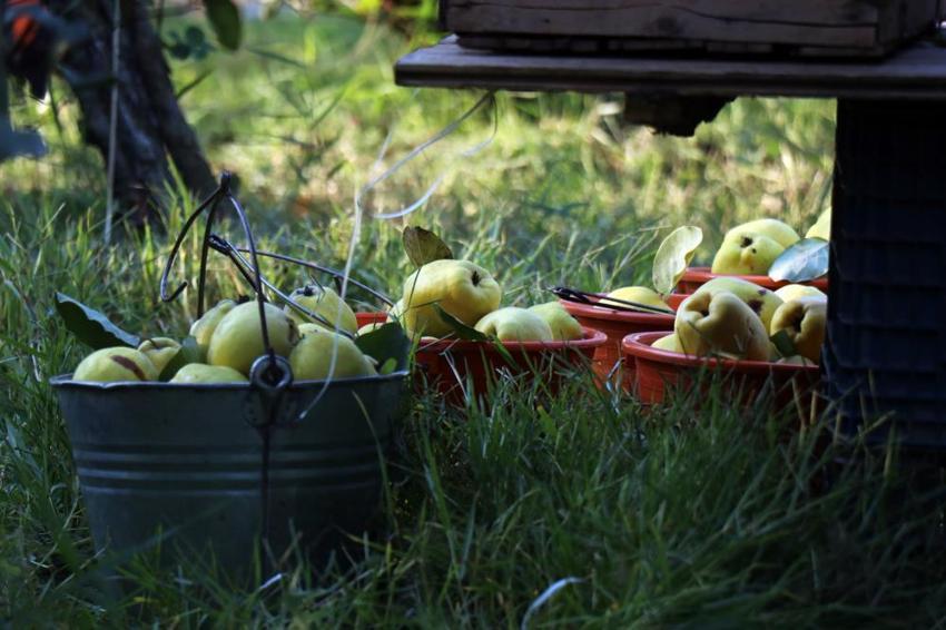  Dünyada rakibi yok: Sakarya'da dalların altın sarısında hasat zamanı