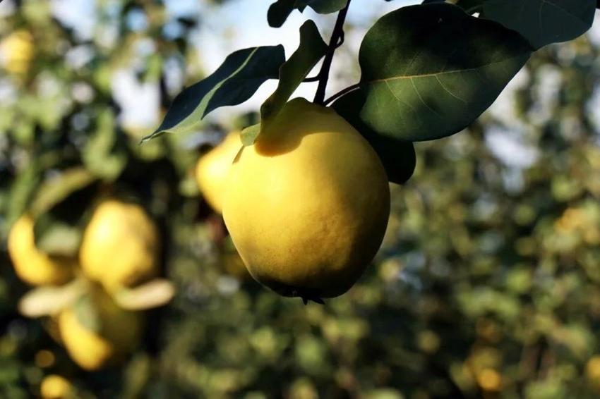 Dünyada rakibi yok: Dalların altın sarısı tarlada 25, markette 90 lira