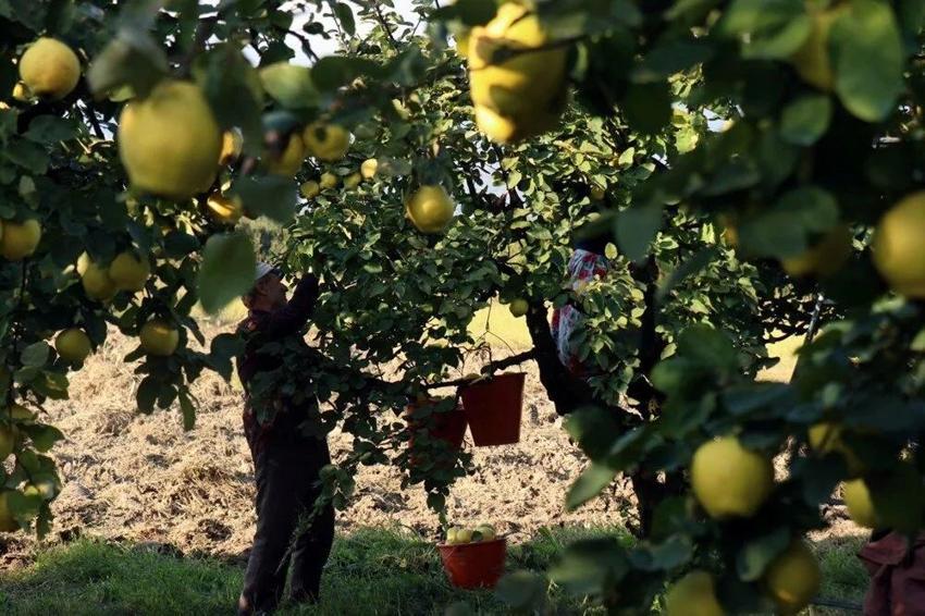 Dünyada rakibi yok: Dalların altın sarısı tarlada 25, markette 90 lira