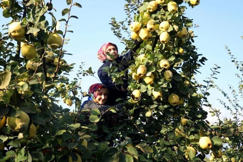 Dünyada rakibi yok: Dalların altın sarısı tarlada 25, markette 90 lira