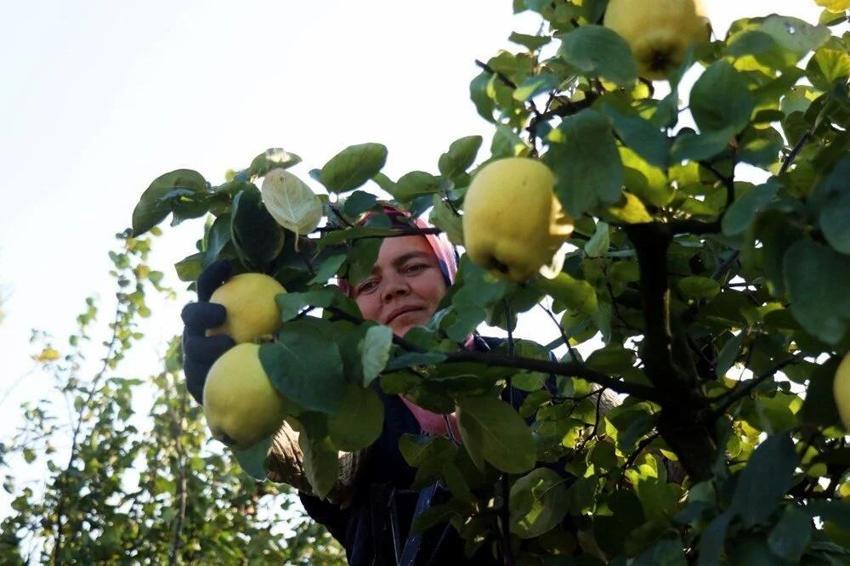 Dünyada rakibi yok: Dalların altın sarısı tarlada 25, markette 90 lira