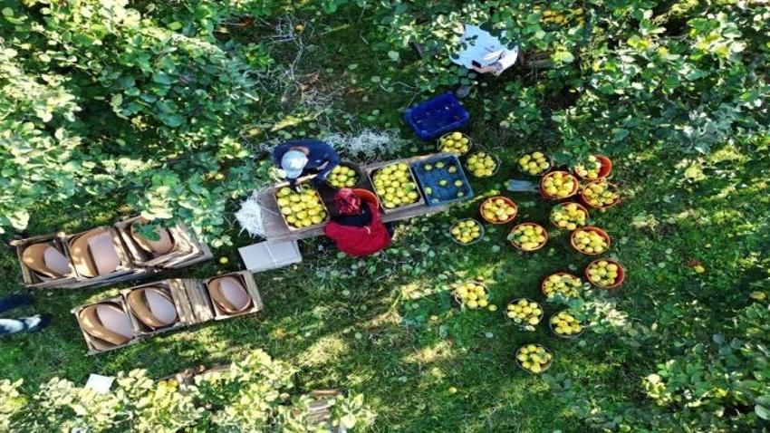 Dünyada rakibi yok: Dalların altın sarısı tarlada 25, markette 90 lira