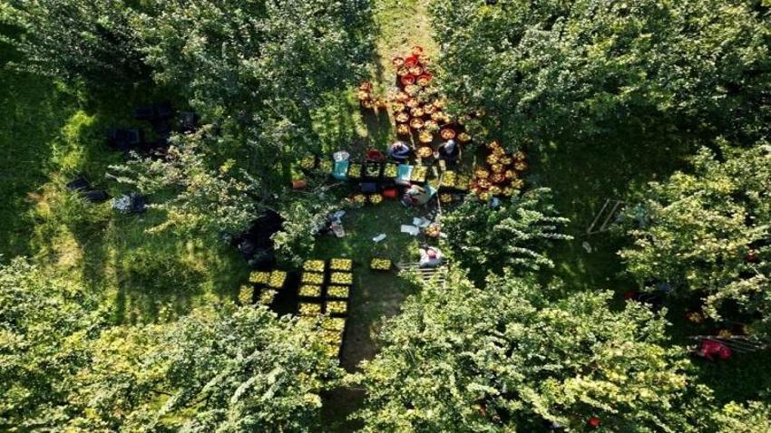 Dünyada rakibi yok: Dalların altın sarısı tarlada 25, markette 90 lira