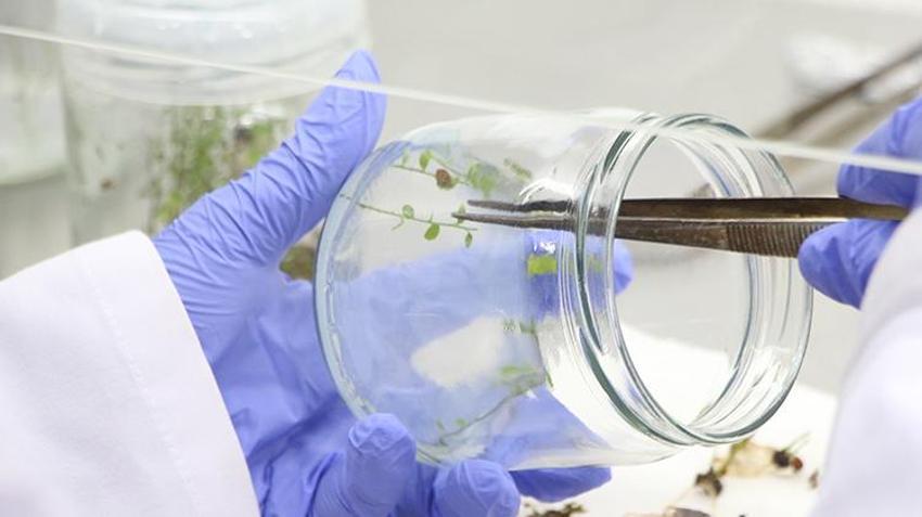 'Türkiye, 'süper besin' mavi yemişi 7 bölgede üretme potansiyeline sahip'