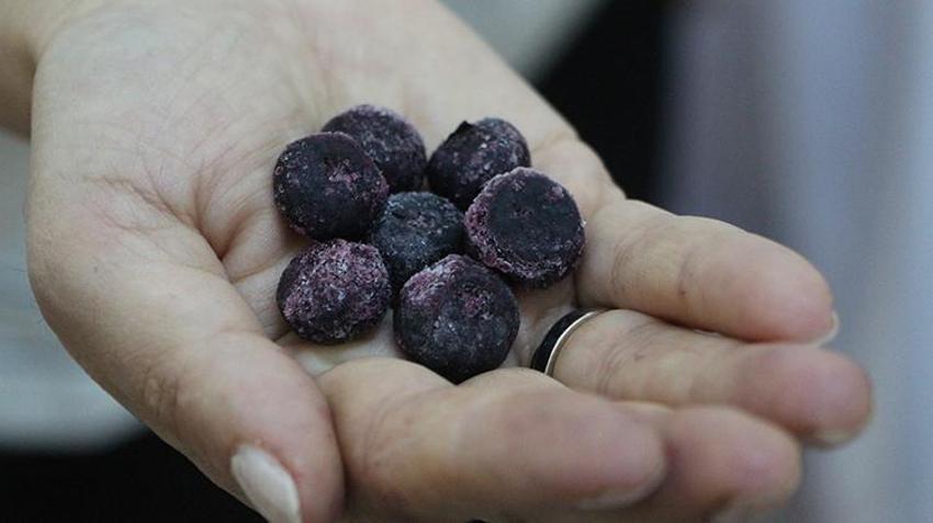 'Türkiye, 'süper besin' mavi yemişi 7 bölgede üretme potansiyeline sahip'