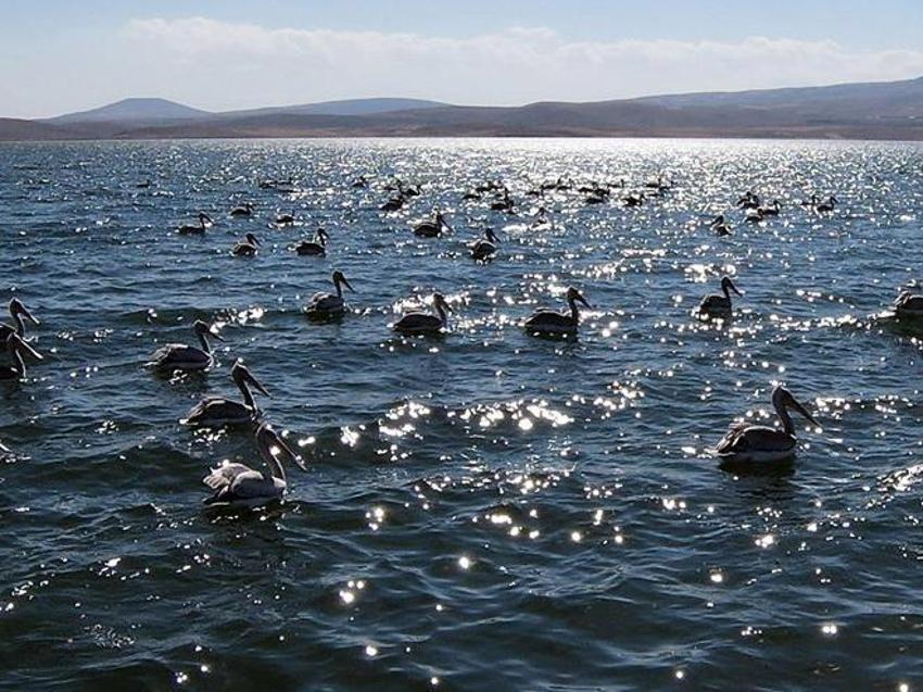 Aktaş Gölü'nde göçmen kuşlar için ses bariyeri yapılıyor