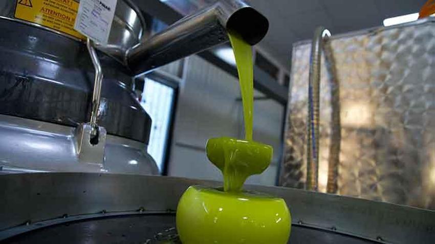 Zeytinyağında büyük tehlike! Uzmanlar uyarıyor ucuz fiyata aldanmayın: Sadece hasat kaynaklı maliyeti 290 TL!