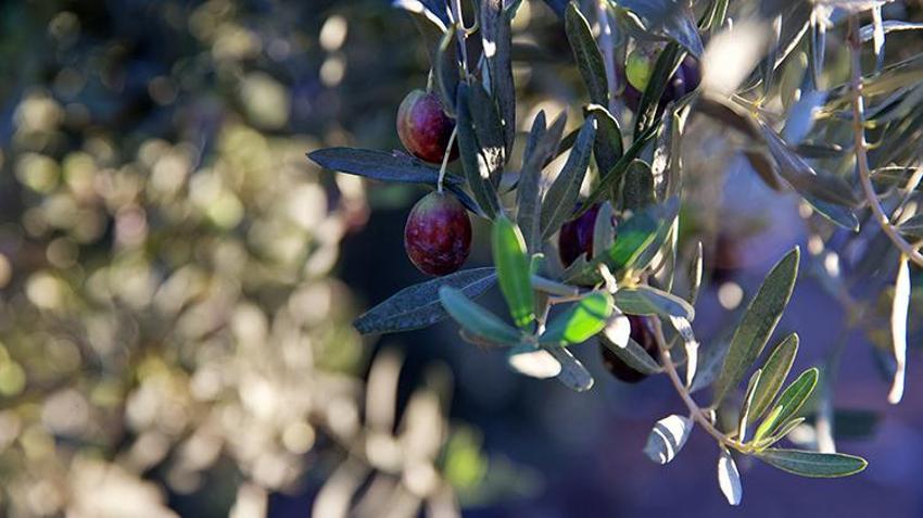 Hibe desteği ile köyüne üretim tesisi kurdu! İstihdama destek oluyor 