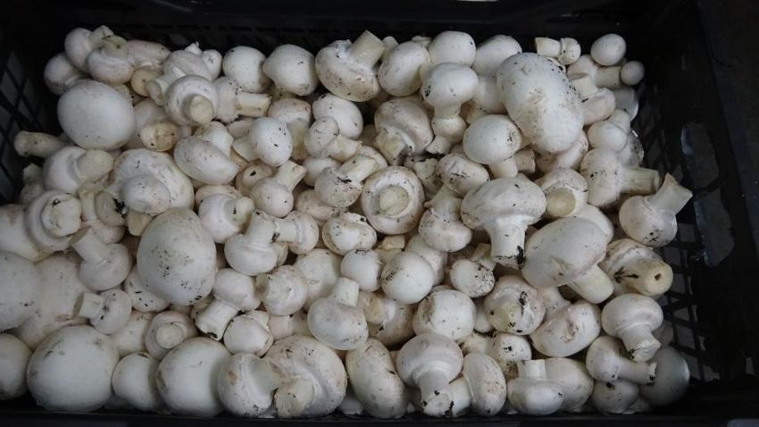 Üretimi yıllık 400 tonu geçti! Kilo fiyatı 60 lirayı buluyor